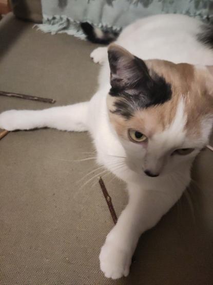 Lainey the cat sits on a chair with many sticks gathered around her, her paw on one, like she has been  working