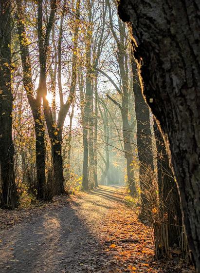 Sonnenstrahlen scheinen durch den Wald und erleuchten ihn golden.