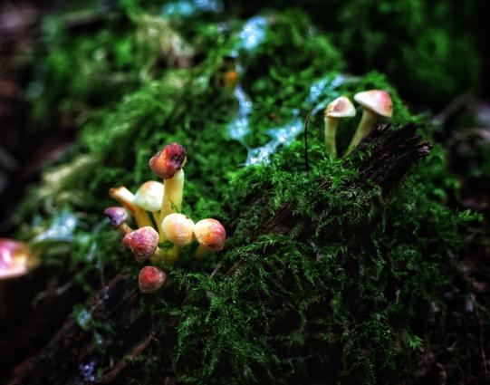 A close-up photograph of small, colourful mushrooms growing on a moss-covered log in a forest. The mushrooms exhibit a variety of colours, including shades of orange, yellow, and white, with some caps appearing slightly translucent. The vibrant green moss surrounds the mushrooms, creating a lush and natural backdrop. The background is softly blurred, emphasising the intricate details of the mushrooms and moss in the foreground. The lighting highlights the textures and vivid colours, giving the scene a fresh and organic feel.