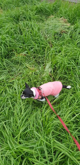 Still enjoyed the grass