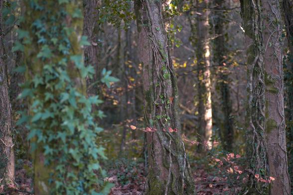 An autumn woodland, mossy trunks wrapped with ivy vines growing red and green leaves in dappled sunlight