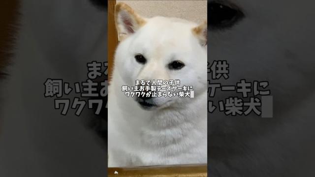 まるで人間の子供みたい🥰　　#shortvideo #柴犬 #犬 #dog