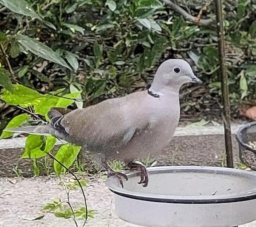 Turkse tortel op waterbakje