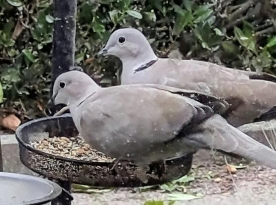 Koppel Turkse tortels samen op voermandje