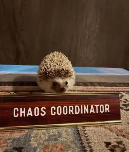 photo of a little hedgehog near a business sign that says "CHAOS COORDINATOR"