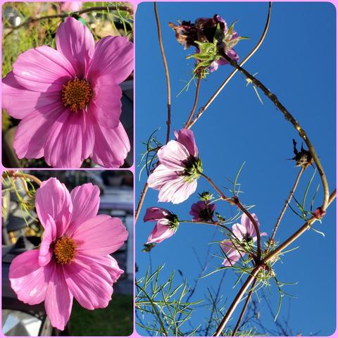 Three vibrant pink cosmos flowers in different stages of bloom, with a bright yellow center, against a clear blue sky, with some flowers on their stem on their way to seed, with green leaves and thin branches.