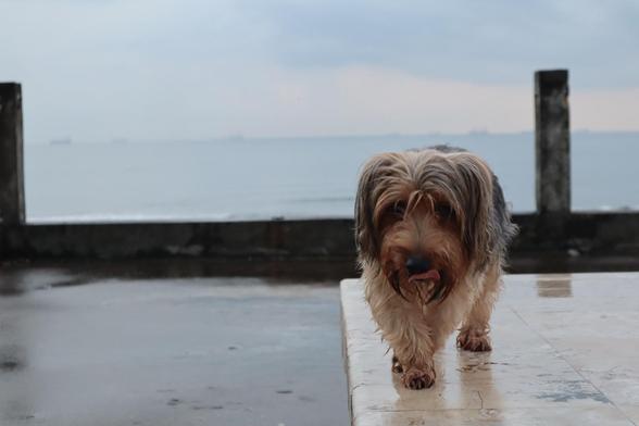 Fotografía de una escena tranquila y cálida junto al mar. Kira, una perrita yorkie, con pelo largo y desordenado, color marrón claro con toques oscuros, camina sobre una superficie plana y húmeda, como si acabara de llover. Su lengua está tocando su nariz y su mirada es directamente hacia la cámara.
Al fondo, se ve el mar, con el agua tranquila y un cielo claro. Hay unas estructuras a los lados, como si fueran parte de un muelle o paseo marítimo.