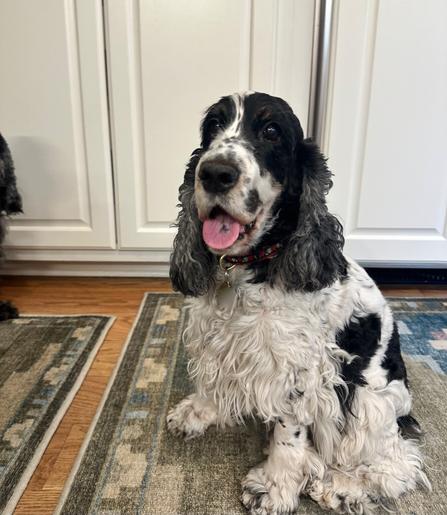 A tri-color English Cocker Spaniel, sitting in the kitchen, with her tongue out and looking at the camera.
