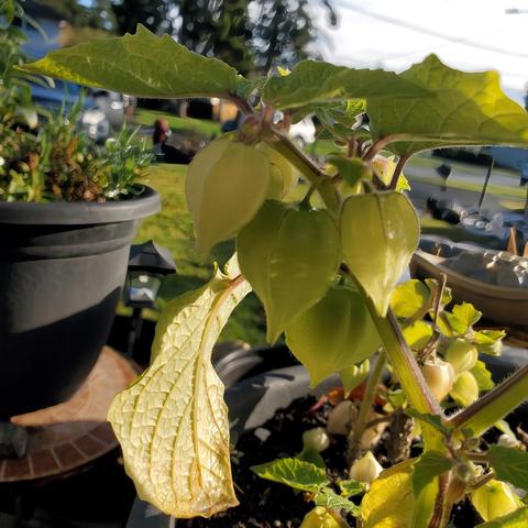 Close-up of a ground cherry plant in a black pot, showcasing green, papery husks surrounding the developing fruit, and textured, serrated-edged leaves. Another black pot containing small leafy green plants is visible in the background, set against a blurred suburban landscape.