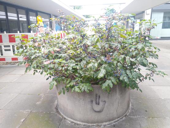 Ein Betonkübel in deiner Betonpassage. Aus ihn wächst eine üppige Pseudoakazie mit dunkelblauen Beeren. Jemand hat ein lächelndes Gesicht in schwarzer Farbe darauf gesprüht.