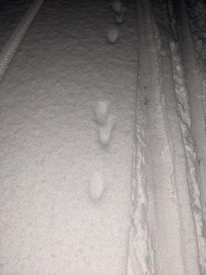 Ein Foto von Schnee mit Tierspuren und Spuren von Fahrradreifen.