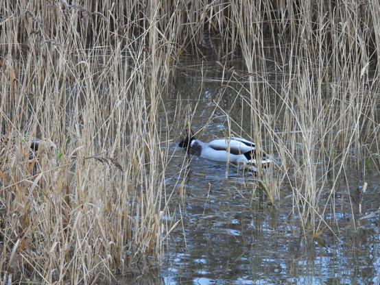 A mallard feeding in the middle of some reeds, partly obscured by them and facing away from the camera
