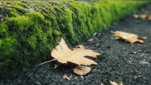 A curb covered in moss extends off into the distance under overcast light.