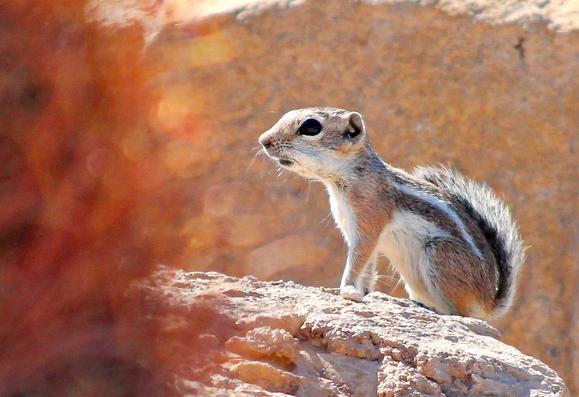 White-tailed Antelope Squirrel - Herbivores That Live in the Desert