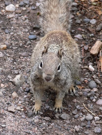 Rock Squirrel