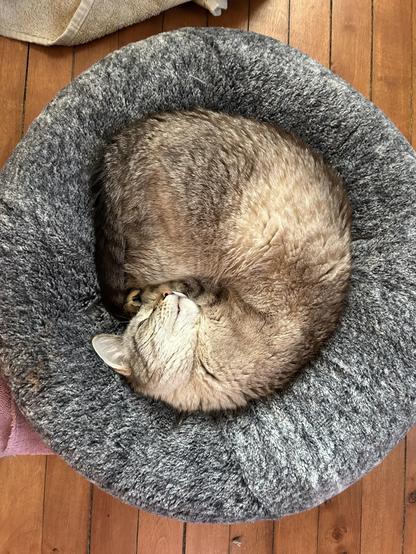 Top down view of a lynx point Siamese curled in a semi-circular shape, kind of like a seashell, inside a round plushy bed that we call the bialy.  He has subtle dark stripes against lighter tan or cream fur.