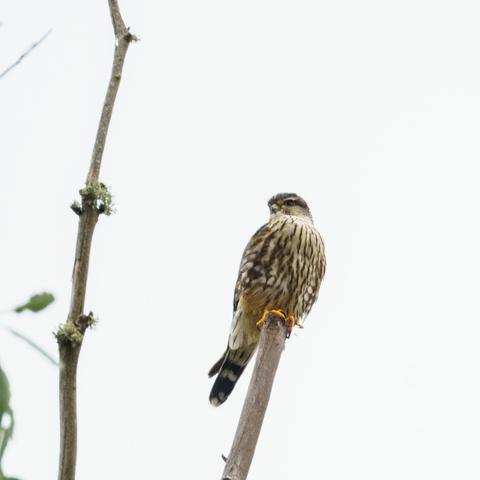 a small bird of prey on a high bare branch.