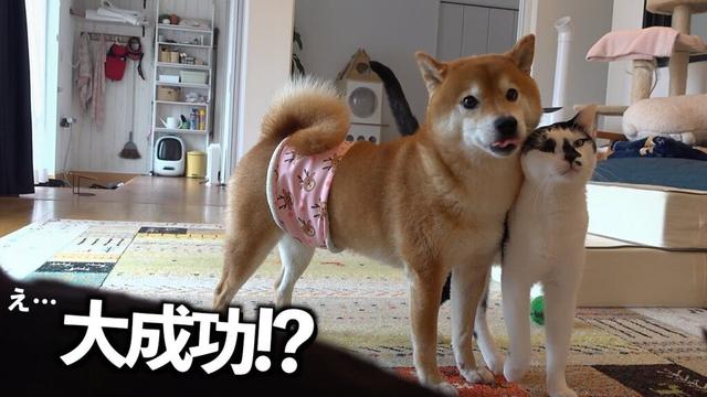腹巻リベンジします…柴犬の直後の反応が予想外でした。。