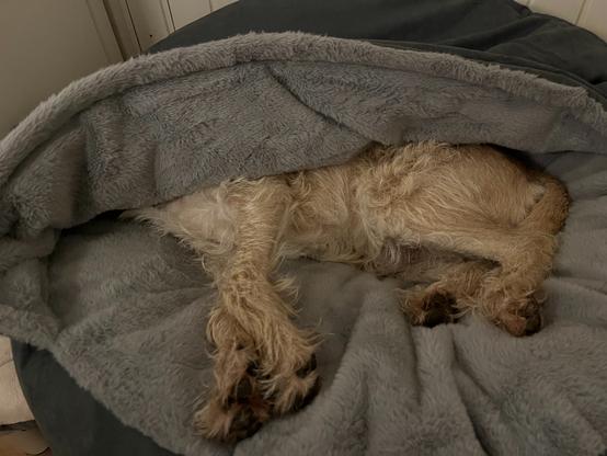 Een harige hond die onder een zachte, grijze deken ligt. Alleen de poten en een deel van het lichaam zijn zichtbaar; het hoofd is volledig verstopt onder de deken. De hond lijkt comfortabel en ontspannen te liggen, alsof hij slaapt of rust. De omgeving ziet er knus en warm uit.