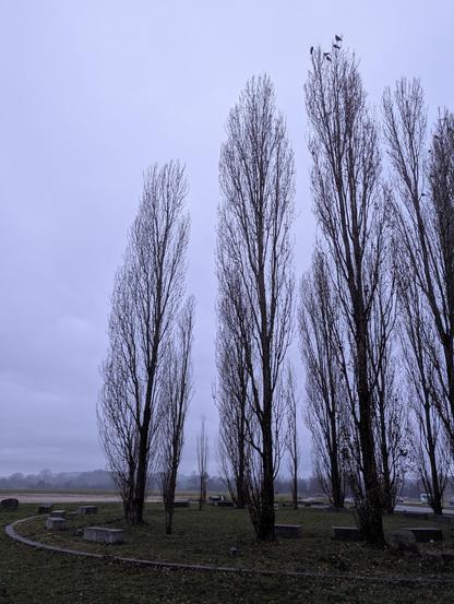 Kahle hohe Säuleneichen stehen im Rund.