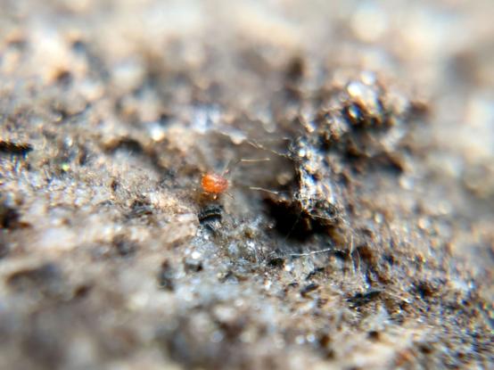 A small relatively hairless reddish-brown mite reaching out with extremely long front legs, so thin they are almost invisible except where the light catches them, towards some random debris on the underside of a rock.