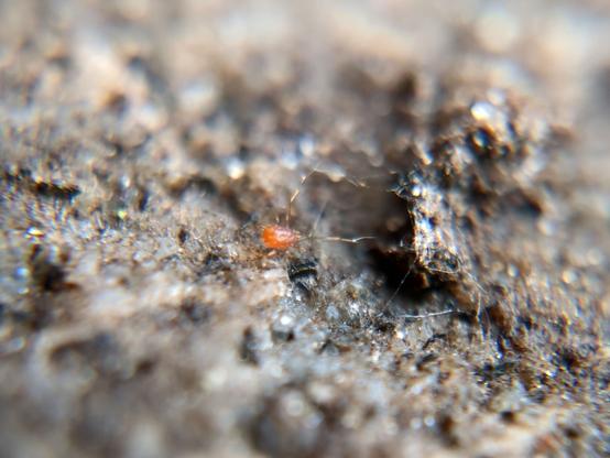 In this photo you can see more of the bristles on its body and the forked hairs at the end of each front leg.