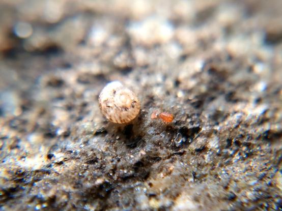 The mite approaches and tentatively touches a white snail shell, which is several times its size but still extremely tiny.