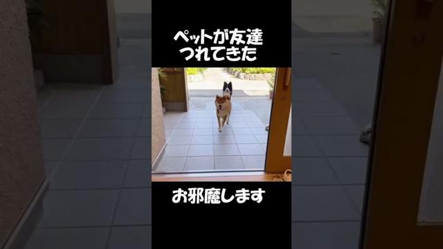 ペットの柴犬がお友達を連れてきた#62