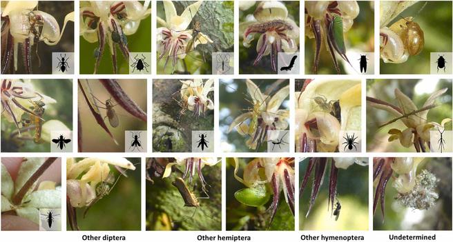 Kakaoblütenbesucher aus Merle et al. 2025 in Agriculture, Ecosystems and  Environment