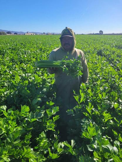 A farm worker holding up freshly harvested celery in the field