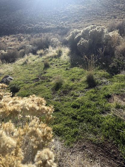 A bright green patch of vegetation by the trail. Spent flowers of rabbitbrush. Bright sun.