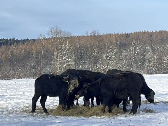 Danke für den Hinweis — dann passe ich die Beschreibung entsprechend an. Bildbeschreibung (sachlich, ohne Stimmungsbild): Auf dem Bild steht eine Gruppe schwarzer Büffel auf einer verschneiten Weide. Die Tiere stehen dicht zusammen und fressen aus einem Haufen Heu. Einige Büffel haben Heu im Maul oder am Kopf hängen. Im Hintergrund befinden sich kahle, teils verschneite Bäume vor einem Waldstreifen. Der Himmel ist leicht bewölkt.