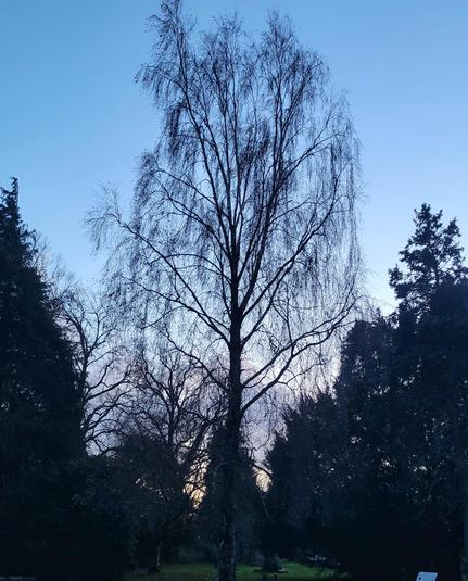 The silhouette of a large tree against A dark blue, late evening sky. The tree has no leaves left and looks like a piece of lace.
