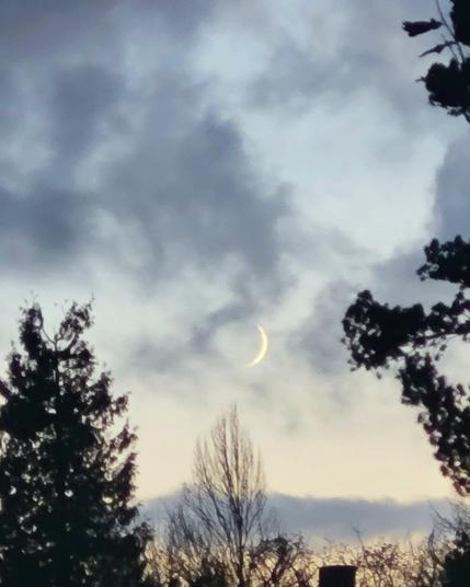 A grey sky patterned with dark grey clouds, and a tiny new moon. Along the bottom and right-hand side of the image are the silhouettes of various types of trees.