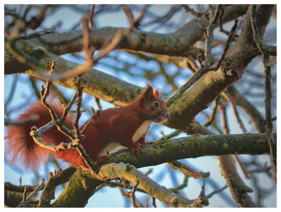 Ein rotes Eichhörnchen situt auf einem Ast
