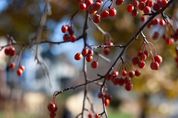 A single smooth berry from a tree is in sharp focus. The other berries get blurrier and the background is completely unfocused.