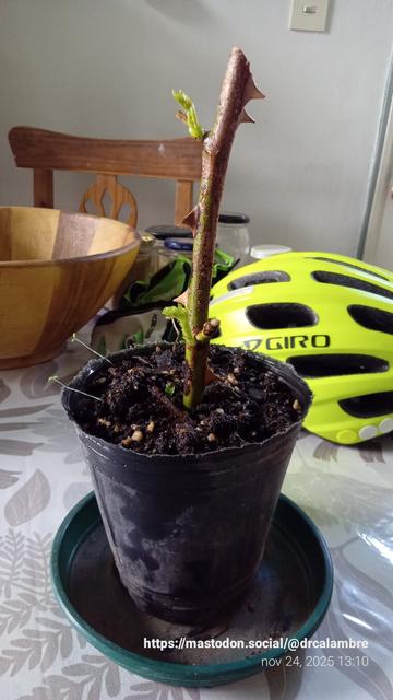 Donde el viento quiebra, la vida insiste
El 17 de noviembre de 2025, Río Gallegos se despertó bajo un temporal furioso:
vientos del oeste, sostenidos entre 60 y 80 km/h, con ráfagas que superaron los 120 km/h.
Un día en que la naturaleza habló con toda su fuerza… y en casa, uno de mis rosales lo sintió.
Una rama se partió sin remedio.

Pero algo curioso ocurre a veces en el jardín:
lo que parece pérdida se transforma en oportunidad.

Tomé ese fragmento roto y lo planté, casi como un gesto de fe
Siete días después, este esqueje —que empezó siendo un pedazo de daño—
muestra brotes nuevos, verdes, firmes, decididos.
Un recordatorio silencioso de que la vida no sólo resiste: se reinventa.

En un mundo donde el viento puede arrancarlo todo,
hay pequeñas historias que vuelven a crecer.