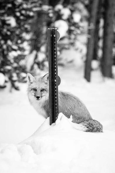 A red fox standing on a snow bank and hiding behind a roadside delineator post, looking towards the camera.