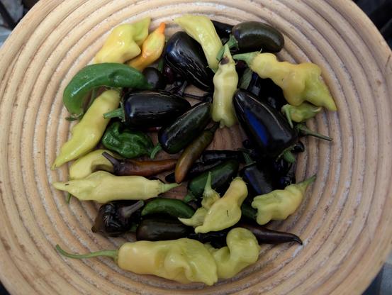 A spiral formed wooden bread proofing basket about a third full of mixed peppers, some black, some light yellow, a few green and some beginning to ripen into red and orange shades.