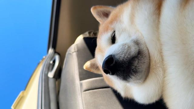 青空鑑賞と見せかけて、自分のあごタプを全世界同時放映されているだけの柴犬