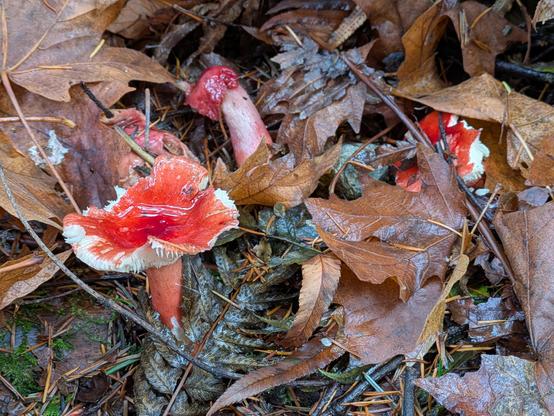 Three mushrooms poking out of brown leaf litter on the forest floor. Only the one on the left is fully visible. It has an inverted cap that is shiny candy apple red with white fluted edges. It is the most amazing mushroom I have ever  seen in the wild, found this morning on our hike in PKOLS (Mt. Douglas Park).
