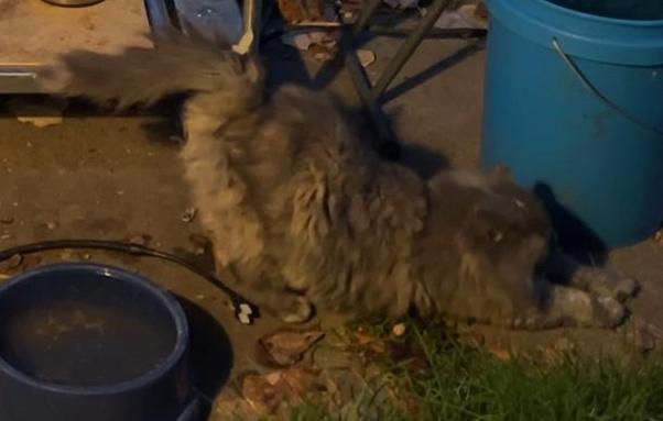 My long haired feral cat Inspector Clouseau stretching on the pavement outside, his arms stretched out in front him. A large blue bowl filled with water and a blue bucket sit next to him.