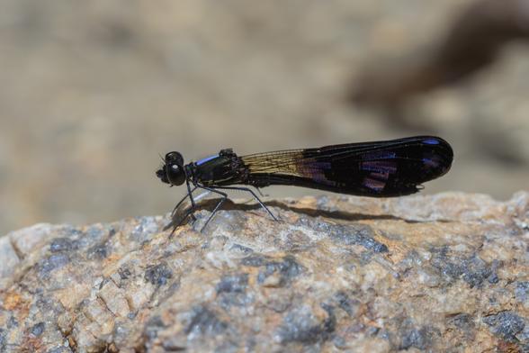 a peacock jewel damselfly (Aristocypha fenestrella) perched on a rock, showing its iridescent wings with blue and violet highlights.