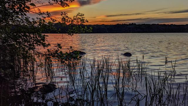 Laying beside a large lake looking out from ground level through nearby shallows filled with partially submerged rocks and water grasses. A leafy shrub frames the scene to our left. A fresh summer breeze is rippling the waters. The pale blue evening sky is filled with long hazy gray clouds. Towards the left, near where the sun has recently set, the clouds are smeared with bright gold and orange. Many of the ripples on the lake below are catching those colors.