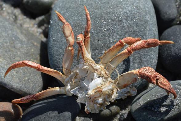 A photo of a dead crab on a stony beach with their legs splayed in the air.