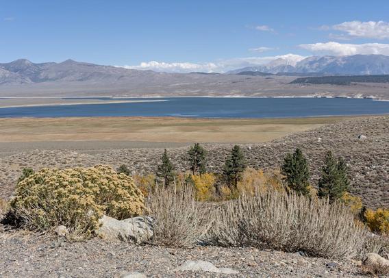A color landscape photo of a large lake in a high desert valley. The view is from a ridge with a light yellow bush on the left and dry bushes stringing off to the right. Behind the bushes are some short trees in bright yellow fall color and about five taller evergreen conifer tree. Beyond the foreground is a large lake is a valley of short dry scrub brush. In the background are mountain ranges. A few clouds are low in the sky above the mountain ranges otherwise it is clear and blue.