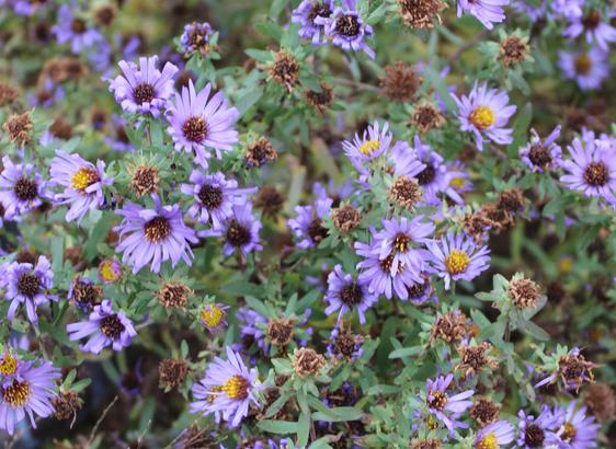 Small lavender colored daisy-like multi-petal blooms with yellow turning to brown centers.