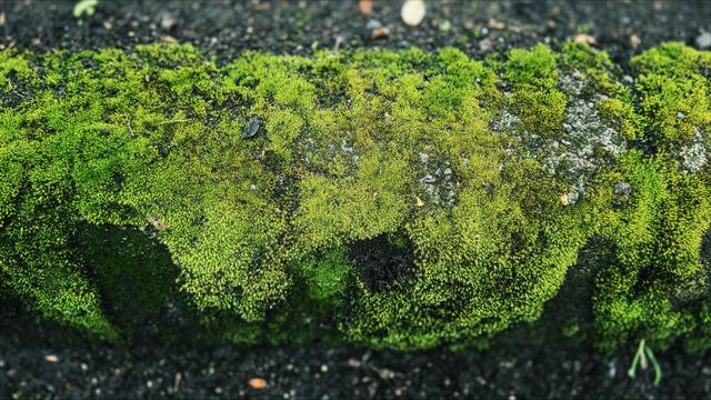A curb covered in moss extends from frame left to frame right under overcast light.
