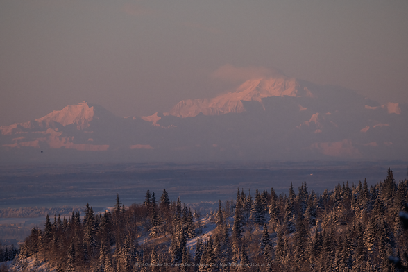 Smaller Mt. Hunter on the left and much larger Denali on the right, bathed in orange late afternoon light and shadow.  A ridge of spruce trees and snow fills the bottom of the frame.  A small plane is just visible on the left center of the shot.