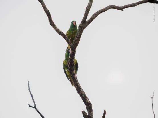 A pair of scaly-breasted lorikeets, the male courting, the female just not into him